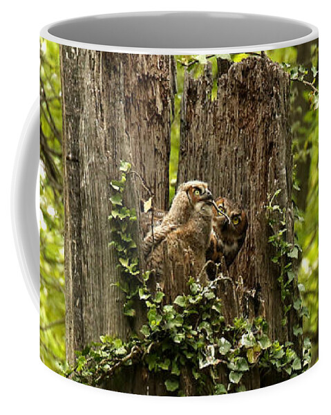 Great Horned Owls Coffee Mug featuring the photograph Mom could not believe her eyes by Heather King