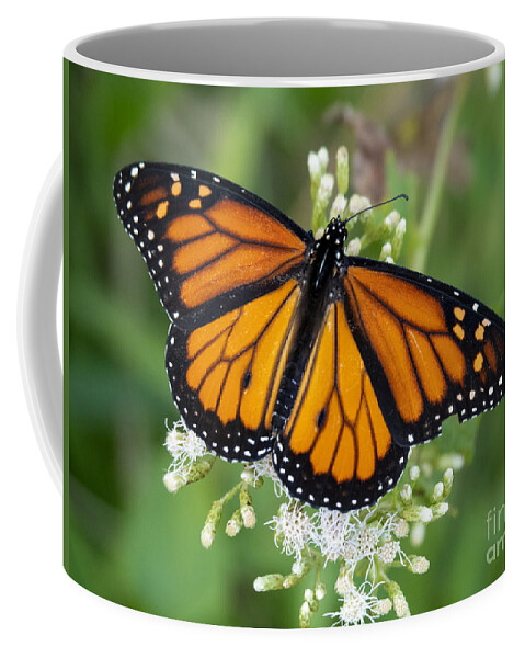 Butterfly Coffee Mug featuring the photograph Monarch Butterfly at Circle B Bar Preserve in Lakeland Florida by L Bosco