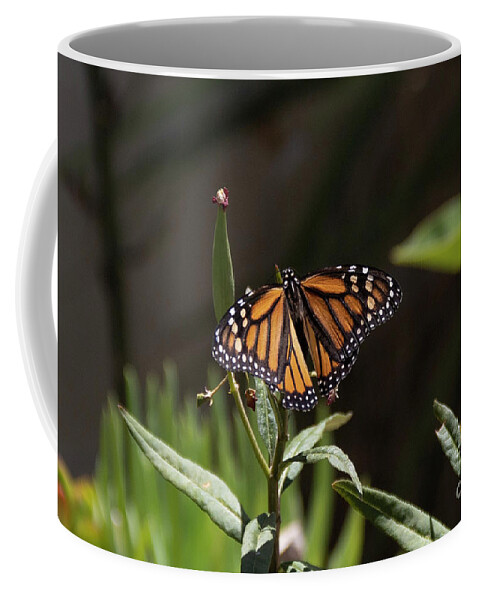 Monarch Butterfly On Milkweed Coffee Mug featuring the photograph Monarch Butterfly on Milkweed by Nina Prommer