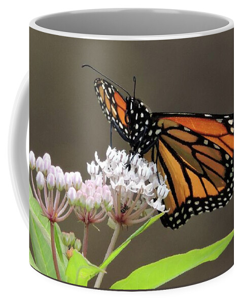 Monarch Coffee Mug featuring the photograph Monarch on Native Milkweed by Nancy Denmark