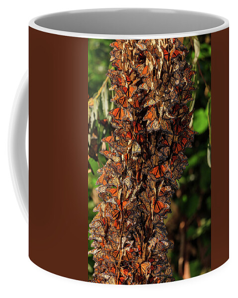 Nature Coffee Mug featuring the photograph Monarch Sanctuary by Erick Castellon