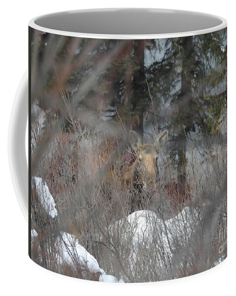 Canadian Moose Coffee Mug featuring the photograph Moose in the Willows by Nicola Finch