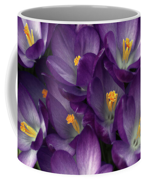 Purple Coffee Mug featuring the photograph Morning Crocus by Kathi Mirto