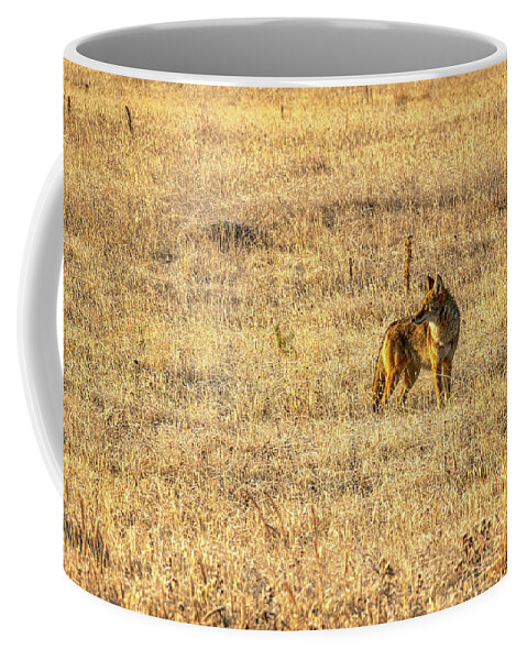 Coyote Coffee Mug featuring the photograph Morning Hunt by Kenneth Everett