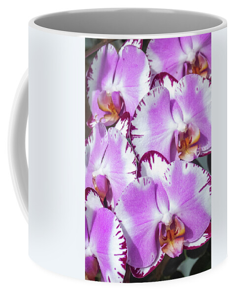 Kauai Coffee Mug featuring the photograph Morning Orchid by Tony Spencer