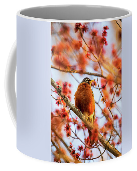 Bird Coffee Mug featuring the photograph Morning Robin in Red Maple Blossoms by Rachel Morrison