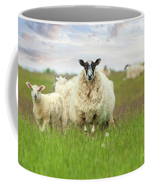 Sheep Coffee Mug featuring the photograph Mother sheep ewe and baby lamb face on by Simon Bratt