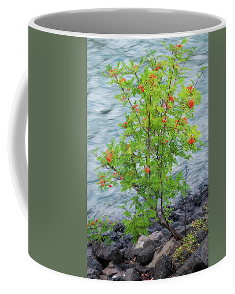 Mountain Ash Coffee Mug featuring the photograph Mountain Ash By the Bulkley River by Mary Lee Dereske