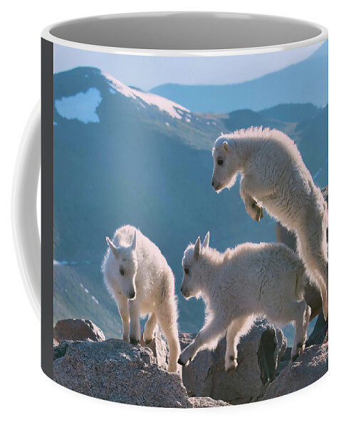 Wildlife Coffee Mug featuring the photograph Mountain Goat Kids Playing on Mountain Top Mount Evans Colorado Wildlife, Paper Wall Art Prints by OLena Art