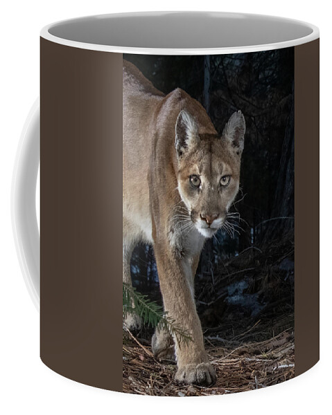 Mountain Lion Coffee Mug featuring the photograph Mountain Lion Closeup by Randy Robbins