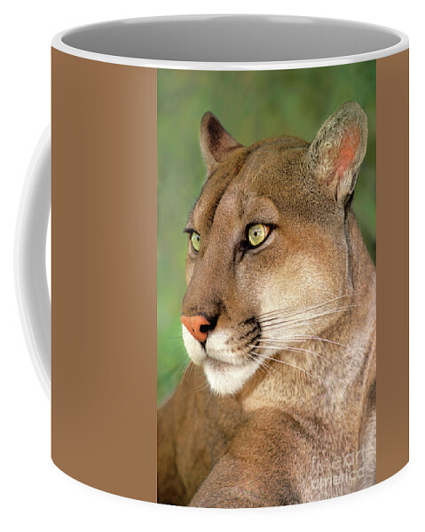 Mountain Lion Coffee Mug featuring the photograph Mountain Lion Portrait Wildlife Rescue by Dave Welling