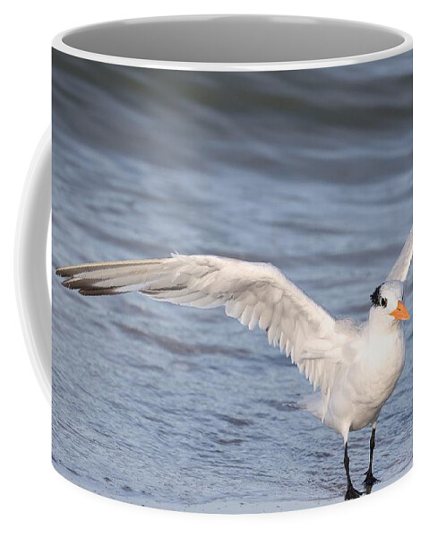 Royal Terns Coffee Mug featuring the photograph Muscular Wings by Mingming Jiang