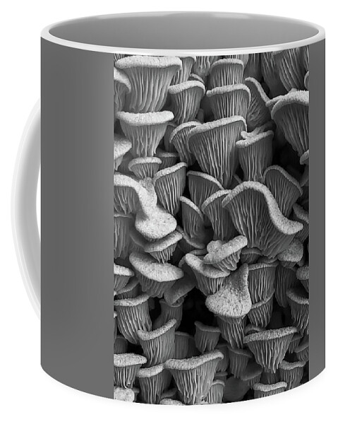 Mountain Coffee Mug featuring the photograph Mushroom Layers by Go and Flow Photos