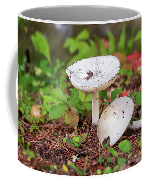 Mushroom Coffee Mug featuring the photograph Mushrooms in the Forest by Amelia Pearn