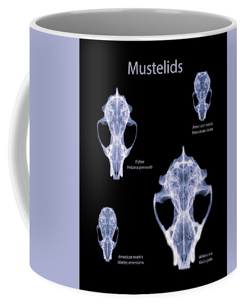 Mammal Coffee Mug featuring the photograph Mustelids -02 by Rob Graham