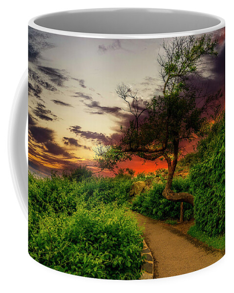 Ogunquit Coffee Mug featuring the photograph My Favorite Tree by Penny Polakoff