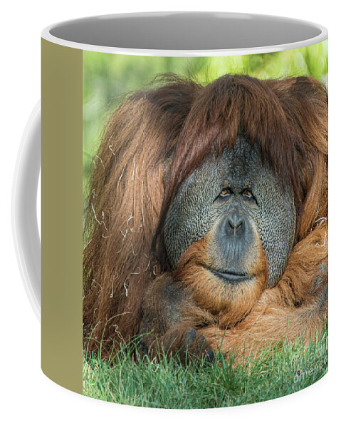 Brown Coffee Mug featuring the photograph My Friendly Look by David Levin