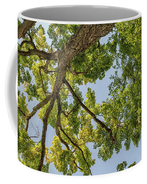 Beautiful Coffee Mug featuring the photograph Nature Westchester County NY by Marianne Campolongo