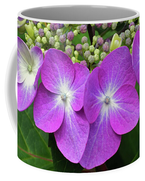 Hydrangea Flowers Coffee Mug featuring the photograph Necklace of Flowers by Kathi Mirto