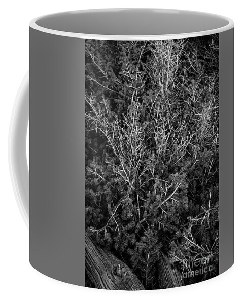 Ancient Sentinels Coffee Mug featuring the photograph New Generation by Maresa Pryor-Luzier