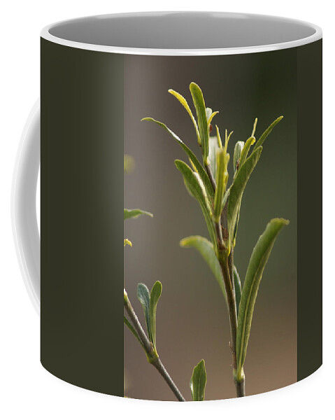  Coffee Mug featuring the photograph New Growth by Heather E Harman