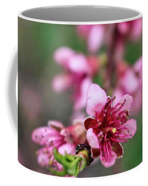 Newark Coffee Mug featuring the photograph Newark Cherry Blossom Festival by Christopher Lotito