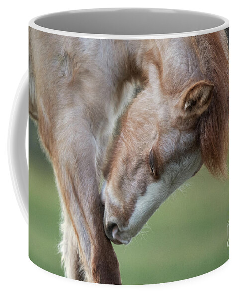 Cute Foal Coffee Mug featuring the photograph Nibble by Shannon Hastings