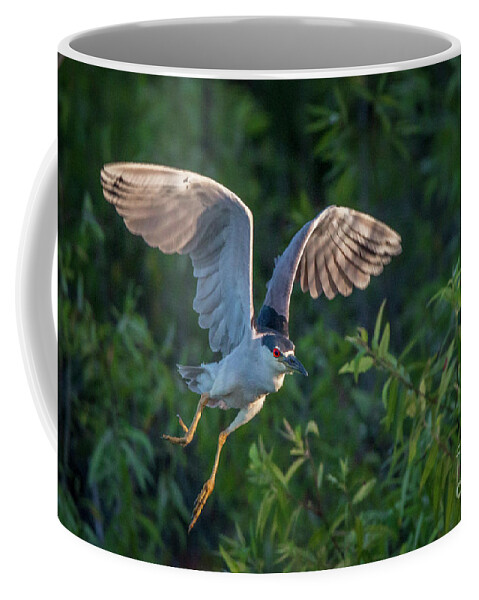 Heron Coffee Mug featuring the photograph Night Heron Flight by Tom Claud
