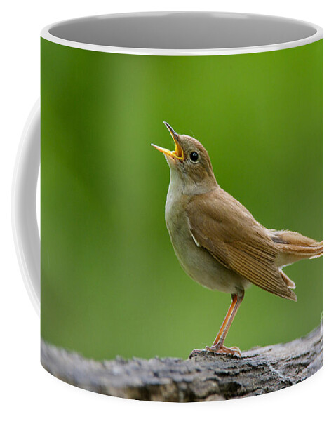 80179515 Coffee Mug featuring the photograph Nightingale Singing by Michael Durham