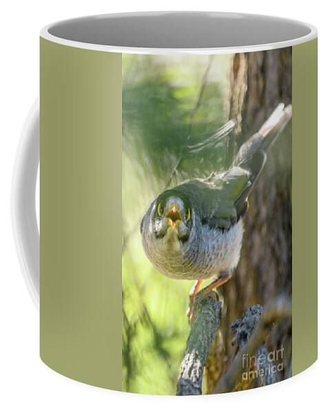 Bird Coffee Mug featuring the photograph Noisy Miner 03 by Werner Padarin