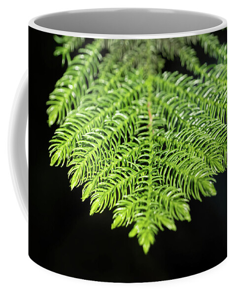 Araucaria Coffee Mug featuring the photograph Norfolk Pine Tree Needles by Artur Bogacki