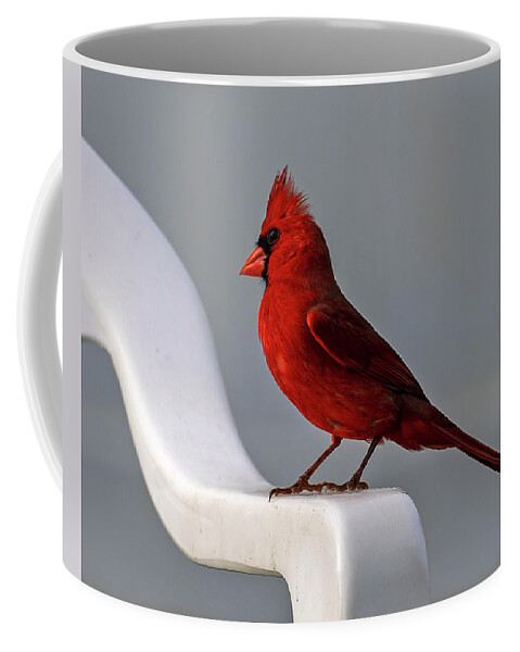 Birds Coffee Mug featuring the photograph Northern Cardinal by Dart Humeston