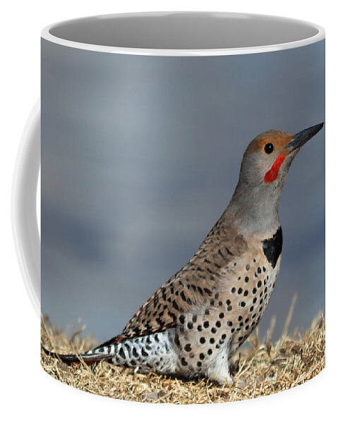 Flickers Coffee Mug featuring the photograph Northern Flicker by Kathleen Bishop