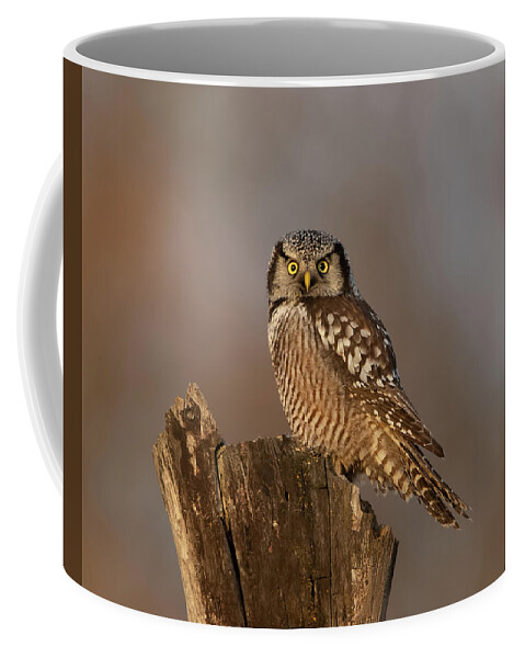 Northern Hawk Owl Coffee Mug featuring the photograph Northern Hawk Owl by CR Courson