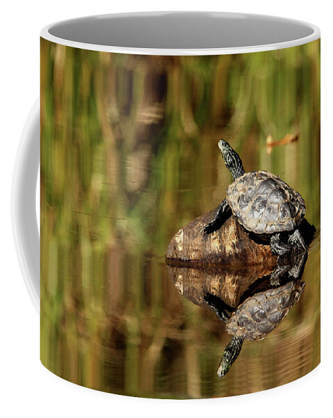 Turtles Coffee Mug featuring the photograph Northern Map Turtle by Debbie Oppermann