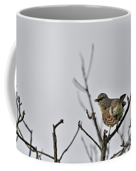 Mimus Polyglottos Coffee Mug featuring the photograph Northern Mockingbird by Amazing Action Photo Video