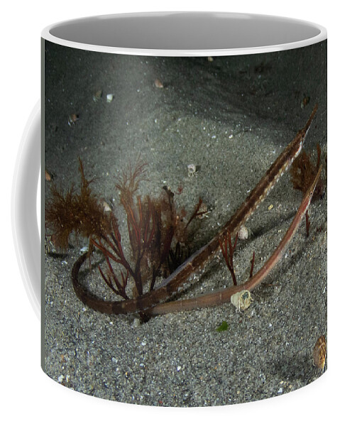 Fish Coffee Mug featuring the photograph Northern pipefish by Brian Weber