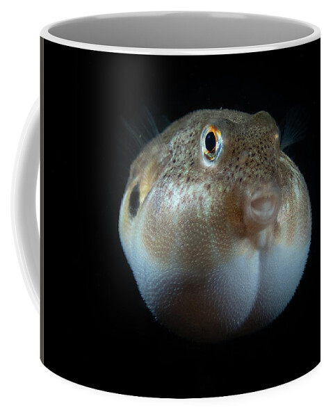 Fish Coffee Mug featuring the photograph Northern Puffer by Brian Weber