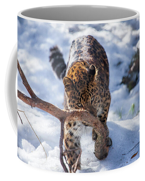 Amur Leopard Coffee Mug featuring the photograph Nose Scratcher by Karol Livote