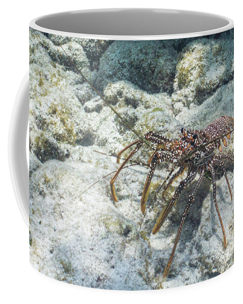 Animals Coffee Mug featuring the photograph Not From Maine by Lynne Browne