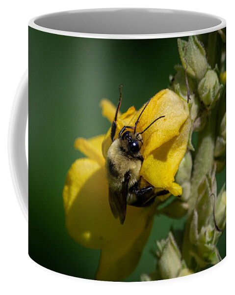 Bumblebee Coffee Mug featuring the photograph Not taking the Littles for Granted by Linda Bonaccorsi