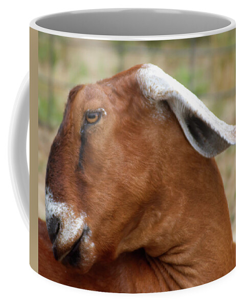 Goat Coffee Mug featuring the photograph Nubian Goat by Flinn Hackett