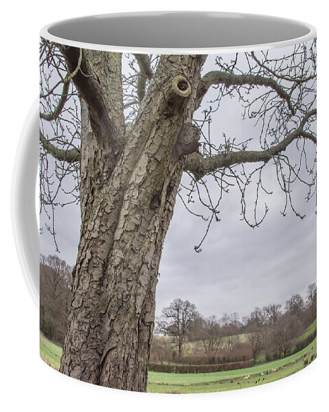 Oak Hill Park Coffee Mug featuring the photograph Oak Hill Park Trees Winter by Edmund Peston