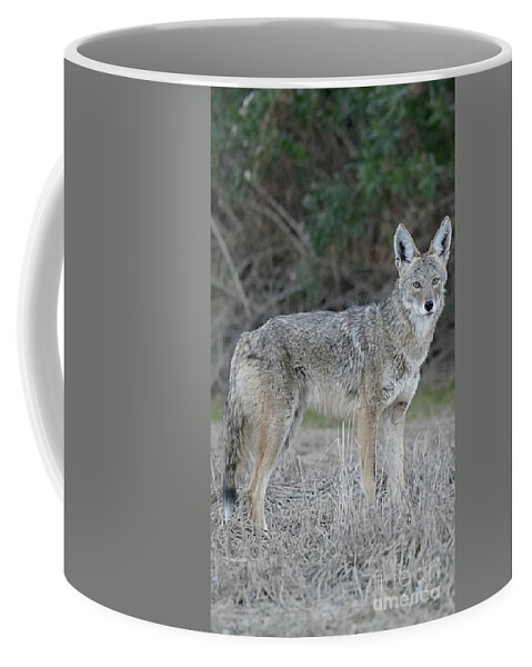 Coyote Coffee Mug featuring the digital art Observant by Tammy Keyes