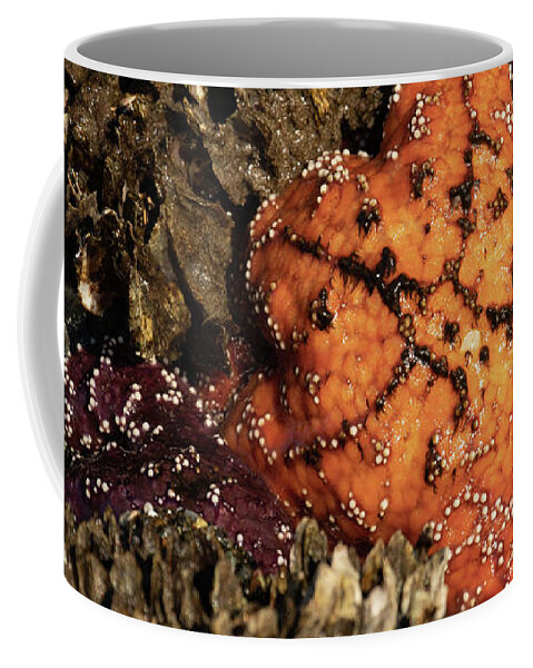 Bandon Coffee Mug featuring the photograph Ochre Star by Catherine Avilez