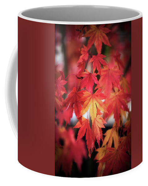 Leaves Coffee Mug featuring the photograph October Maple by Philippe Sainte-Laudy