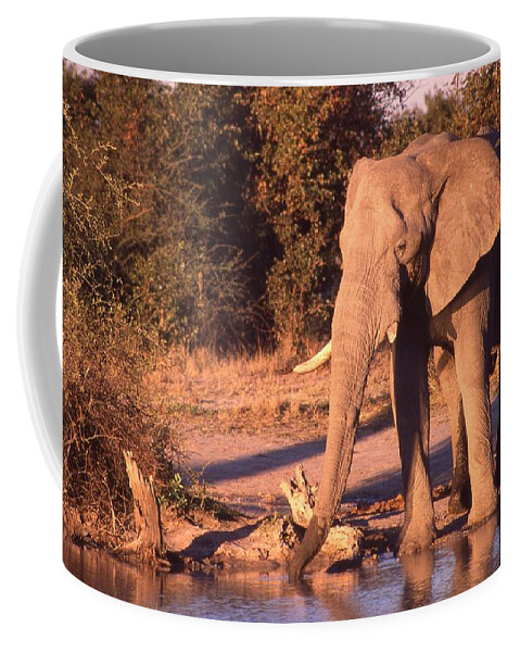 Africa Coffee Mug featuring the photograph Old Elephant Enjoying a Drink by Russel Considine