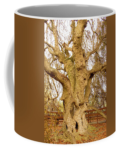 Old Tree Wood Fence Autumn Coffee Mug featuring the photograph Old Tree by John Linnemeyer