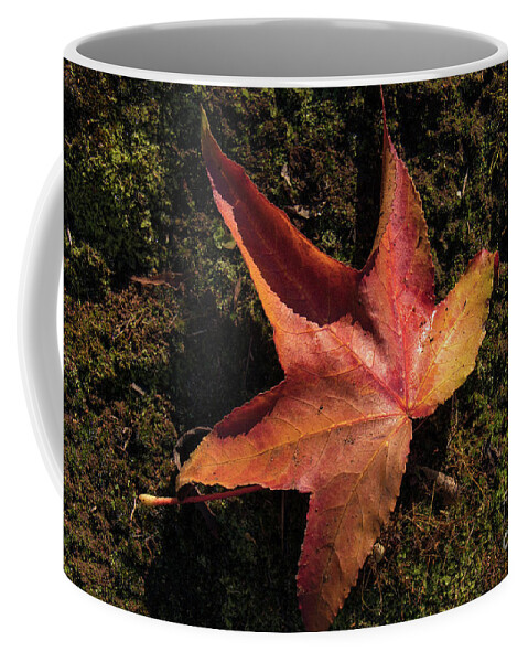 Leaf Coffee Mug featuring the photograph On Its Own by Elaine Teague