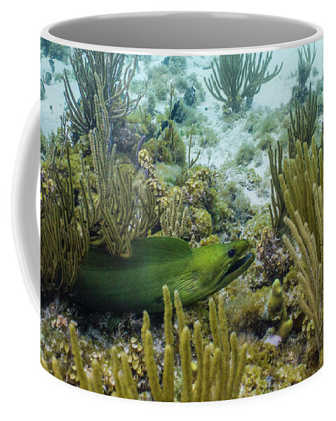 Animals Coffee Mug featuring the photograph On the Prowl by Lynne Browne